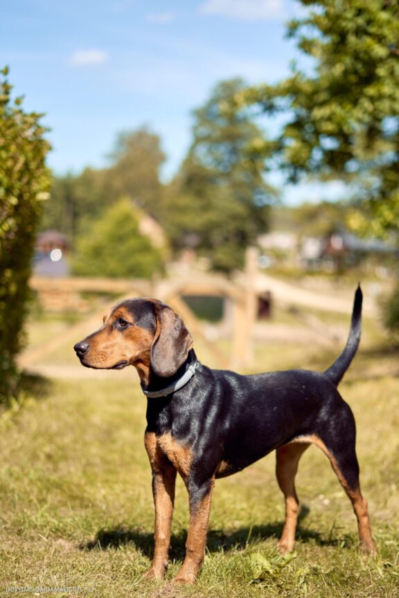 Šuns portretas gamtoje. Augintinio šuns fotosesija. Lietuviškas skalikas, Lithuanian Hound Fotografas: Dovydas Gaidamavičius Vilnius, Labanoro giria © www.DovydasGaidamavicius.lt