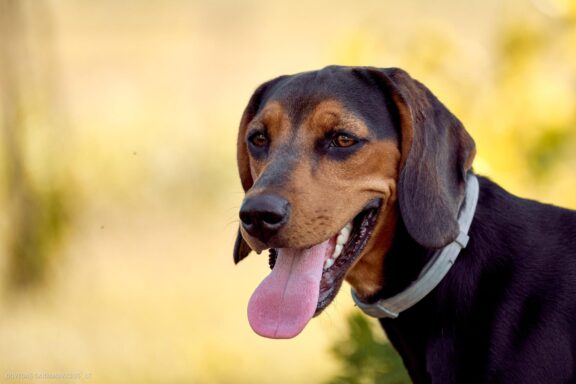 Šuns portretas gamtoje. Augintinio šuns fotosesija. Lietuviškas skalikas, Lithuanian Hound Fotografas: Dovydas Gaidamavičius Vilnius, Labanoro giria © www.DovydasGaidamavicius.lt