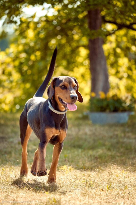 Šuns portretas gamtoje. Augintinio šuns fotosesija. Lietuviškas skalikas, Lithuanian Hound Fotografas: Dovydas Gaidamavičius Vilnius, Labanoro giria © www.DovydasGaidamavicius.lt
