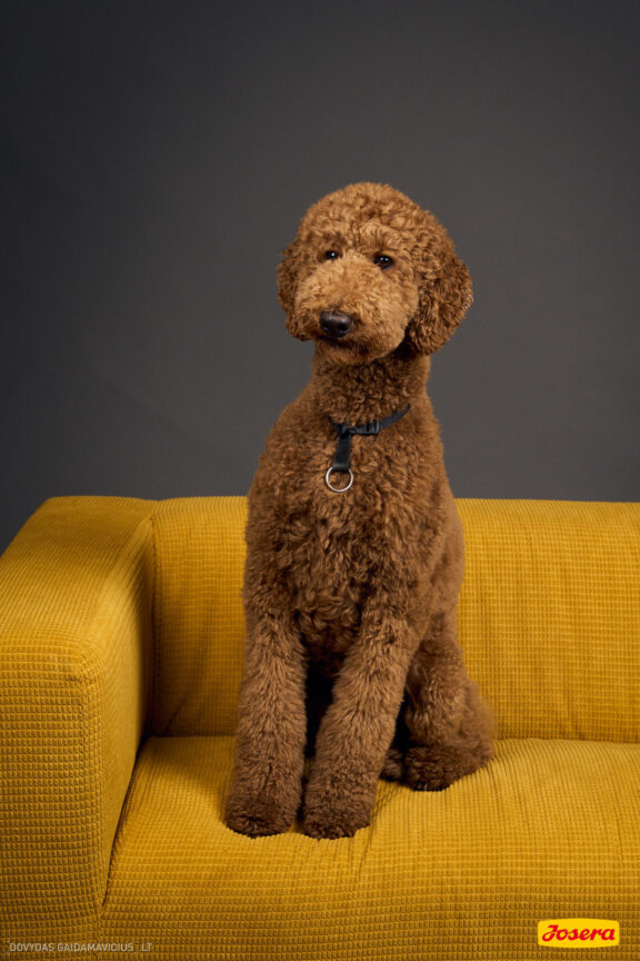 Gyvnųnų fotosesija Vilniaus Akropolyje, Akropolis, Fotografavimas, Fotosesija su augintiniu. Fotografas: Dovydas Gaidamavičius © www.DovydasGaidamavicius.lt www.Dovis.lt @dgaidamavicius Partneriai Josera Lietuva, LOVE MEDIA agentūra, AKROPOLIS Vilnius, DR.VET, Jeruzalės veterinarijos klinika