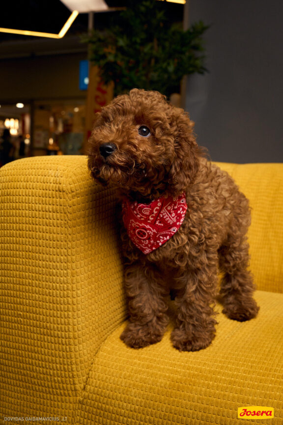 Gyvnųnų fotosesija Vilniaus Akropolyje, Akropolis, Fotografavimas, Fotosesija su augintiniu. Fotografas: Dovydas Gaidamavičius © www.DovydasGaidamavicius.lt www.Dovis.lt @dgaidamavicius Partneriai Josera Lietuva, LOVE MEDIA agentūra, AKROPOLIS Vilnius, DR.VET, Jeruzalės veterinarijos klinika