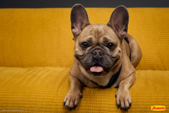 Gyvnųnų fotosesija Vilniaus Akropolyje, Akropolis, Fotografavimas, Fotosesija su augintiniu. Fotografas: Dovydas Gaidamavičius © www.DovydasGaidamavicius.lt www.Dovis.lt @dgaidamavicius Partneriai Josera Lietuva, LOVE MEDIA agentūra, AKROPOLIS Vilnius, DR.VET, Jeruzalės veterinarijos klinika