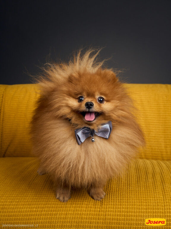 Gyvnųnų fotosesija Vilniaus Akropolyje, Akropolis, Fotografavimas, Fotosesija su augintiniu. Fotografas: Dovydas Gaidamavičius © www.DovydasGaidamavicius.lt www.Dovis.lt @dgaidamavicius Partneriai Josera Lietuva, LOVE MEDIA agentūra, AKROPOLIS Vilnius, DR.VET, Jeruzalės veterinarijos klinika