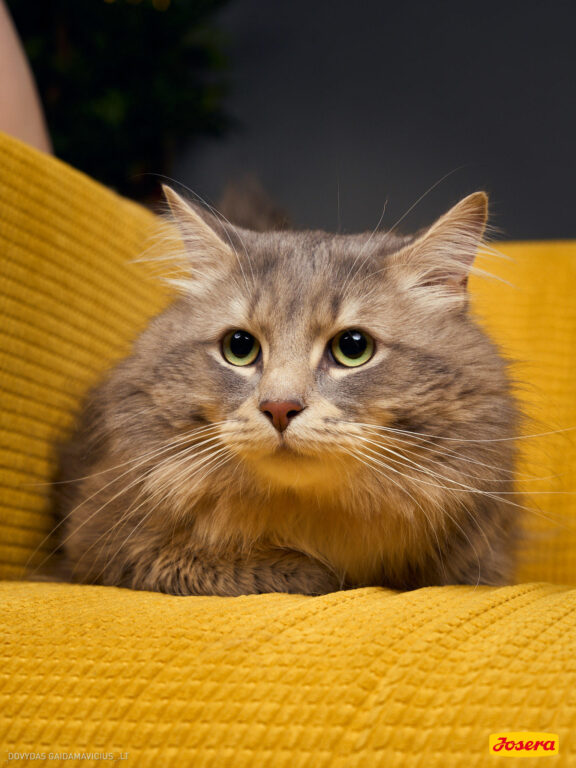 Gyvnųnų fotosesija Vilniaus Akropolyje, Akropolis, Fotografavimas, Fotosesija su augintiniu. Fotografas: Dovydas Gaidamavičius © www.DovydasGaidamavicius.lt www.Dovis.lt @dgaidamavicius Partneriai Josera Lietuva, LOVE MEDIA agentūra, AKROPOLIS Vilnius, DR.VET, Jeruzalės veterinarijos klinika