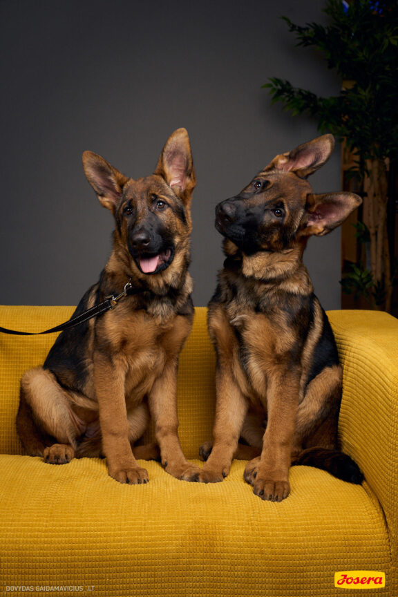 Gyvnųnų fotosesija Vilniaus Akropolyje, Akropolis, Fotografavimas, Fotosesija su augintiniu. Fotografas: Dovydas Gaidamavičius © www.DovydasGaidamavicius.lt www.Dovis.lt @dgaidamavicius Partneriai Josera Lietuva, LOVE MEDIA agentūra, AKROPOLIS Vilnius, DR.VET, Jeruzalės veterinarijos klinika