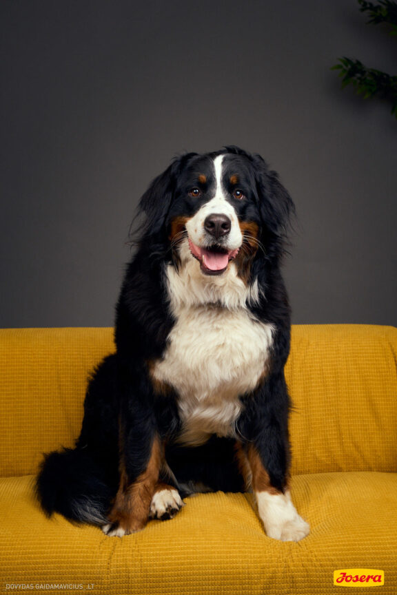 Gyvnųnų fotosesija Vilniaus Akropolyje, Akropolis, Fotografavimas, Fotosesija su augintiniu. Fotografas: Dovydas Gaidamavičius © www.DovydasGaidamavicius.lt www.Dovis.lt @dgaidamavicius Partneriai Josera Lietuva, LOVE MEDIA agentūra, AKROPOLIS Vilnius, DR.VET, Jeruzalės veterinarijos klinika