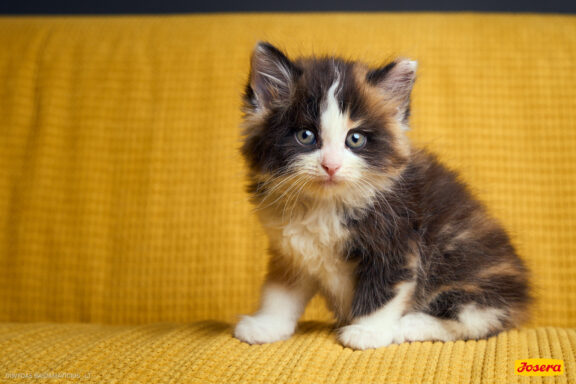 Gyvnųnų fotosesija Vilniaus Akropolyje, Akropolis, Fotografavimas, Fotosesija su augintiniu. Fotografas: Dovydas Gaidamavičius © www.DovydasGaidamavicius.lt www.Dovis.lt @dgaidamavicius Partneriai Josera Lietuva, LOVE MEDIA agentūra, AKROPOLIS Vilnius, DR.VET, Jeruzalės veterinarijos klinika