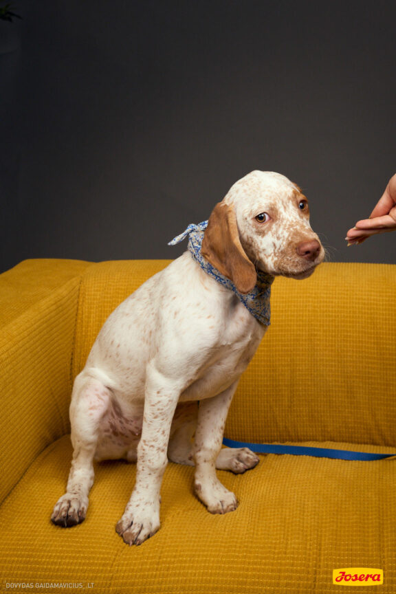Gyvnųnų fotosesija Vilniaus Akropolyje, Akropolis, Fotografavimas, Fotosesija su augintiniu. Fotografas: Dovydas Gaidamavičius © www.DovydasGaidamavicius.lt www.Dovis.lt @dgaidamavicius Partneriai Josera Lietuva, LOVE MEDIA agentūra, AKROPOLIS Vilnius, DR.VET, Jeruzalės veterinarijos klinika