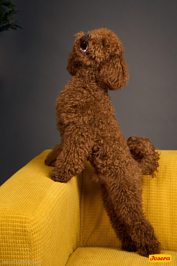 Gyvnųnų fotosesija Vilniaus Akropolyje, Akropolis, Fotografavimas, Fotosesija su augintiniu. Fotografas: Dovydas Gaidamavičius © www.DovydasGaidamavicius.lt www.Dovis.lt @dgaidamavicius Partneriai Josera Lietuva, LOVE MEDIA agentūra, AKROPOLIS Vilnius, DR.VET, Jeruzalės veterinarijos klinika