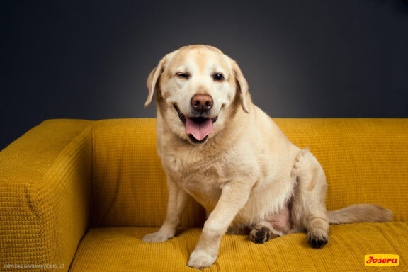 Gyvnųnų fotosesija Vilniaus Akropolyje, Akropolis, Fotografavimas, Fotosesija su augintiniu. Fotografas: Dovydas Gaidamavičius © www.DovydasGaidamavicius.lt www.Dovis.lt @dgaidamavicius Partneriai Josera Lietuva, LOVE MEDIA agentūra, AKROPOLIS Vilnius, DR.VET, Jeruzalės veterinarijos klinika