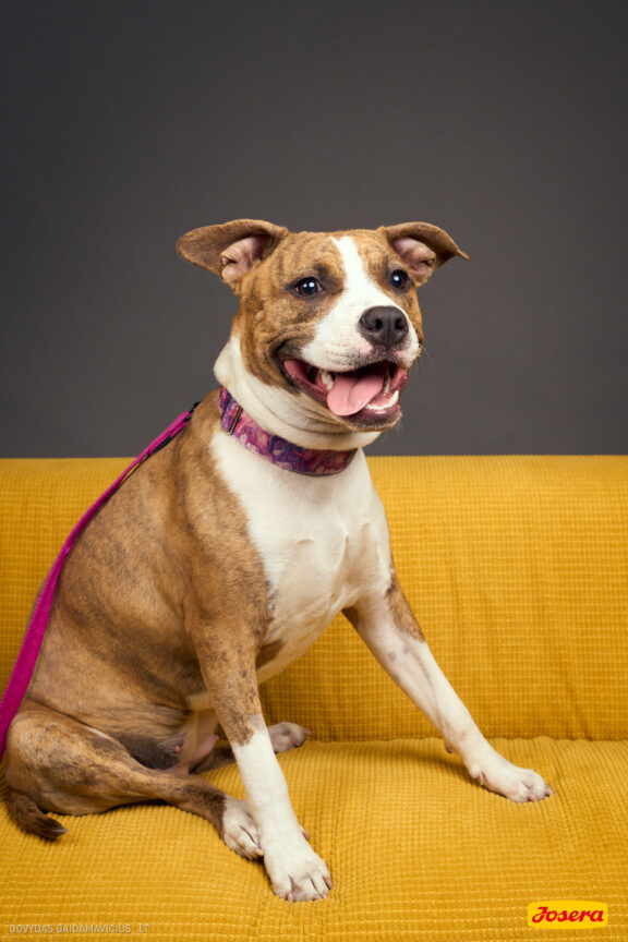 Gyvnųnų fotosesija Vilniaus Akropolyje, Akropolis, Fotografavimas, Fotosesija su augintiniu. Fotografas: Dovydas Gaidamavičius © www.DovydasGaidamavicius.lt www.Dovis.lt @dgaidamavicius Partneriai Josera Lietuva, LOVE MEDIA agentūra, AKROPOLIS Vilnius, DR.VET, Jeruzalės veterinarijos klinika