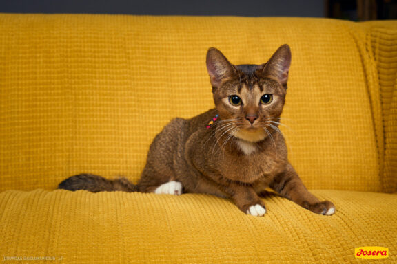 Gyvnųnų fotosesija Vilniaus Akropolyje, Akropolis, Fotografavimas, Fotosesija su augintiniu. Fotografas: Dovydas Gaidamavičius © www.DovydasGaidamavicius.lt www.Dovis.lt @dgaidamavicius Partneriai Josera Lietuva, LOVE MEDIA agentūra, AKROPOLIS Vilnius, DR.VET, Jeruzalės veterinarijos klinika