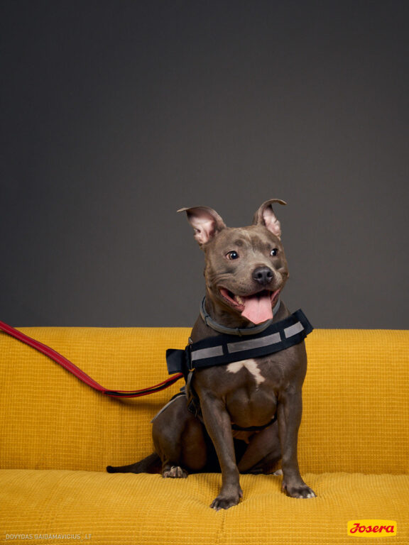 Gyvnųnų fotosesija Vilniaus Akropolyje, Akropolis, Fotografavimas, Fotosesija su augintiniu. Fotografas: Dovydas Gaidamavičius © www.DovydasGaidamavicius.lt www.Dovis.lt @dgaidamavicius Partneriai Josera Lietuva, LOVE MEDIA agentūra, AKROPOLIS Vilnius, DR.VET, Jeruzalės veterinarijos klinika