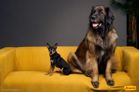 Gyvnųnų fotosesija Vilniaus Akropolyje, Akropolis, Fotografavimas, Fotosesija su augintiniu. Fotografas: Dovydas Gaidamavičius © www.DovydasGaidamavicius.lt www.Dovis.lt @dgaidamavicius Partneriai Josera Lietuva, LOVE MEDIA agentūra, AKROPOLIS Vilnius, DR.VET, Jeruzalės veterinarijos klinika