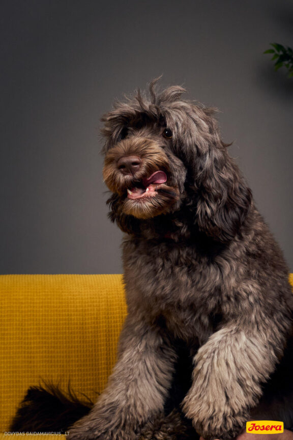 Gyvnųnų fotosesija Vilniaus Akropolyje, Akropolis, Fotografavimas, Fotosesija su augintiniu. Fotografas: Dovydas Gaidamavičius © www.DovydasGaidamavicius.lt www.Dovis.lt @dgaidamavicius Partneriai Josera Lietuva, LOVE MEDIA agentūra, AKROPOLIS Vilnius, DR.VET, Jeruzalės veterinarijos klinika