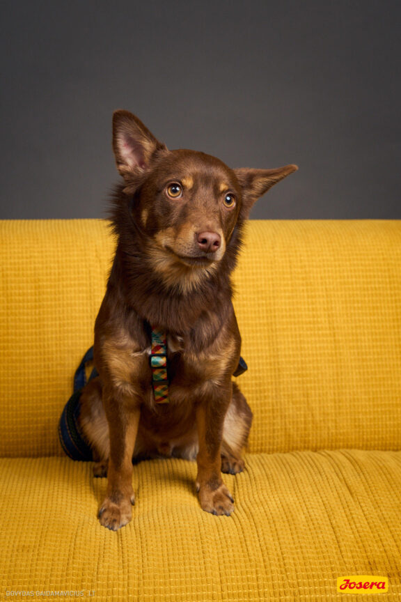 Gyvnųnų fotosesija Vilniaus Akropolyje, Akropolis, Fotografavimas, Fotosesija su augintiniu. Fotografas: Dovydas Gaidamavičius © www.DovydasGaidamavicius.lt www.Dovis.lt @dgaidamavicius Partneriai Josera Lietuva, LOVE MEDIA agentūra, AKROPOLIS Vilnius, DR.VET, Jeruzalės veterinarijos klinika