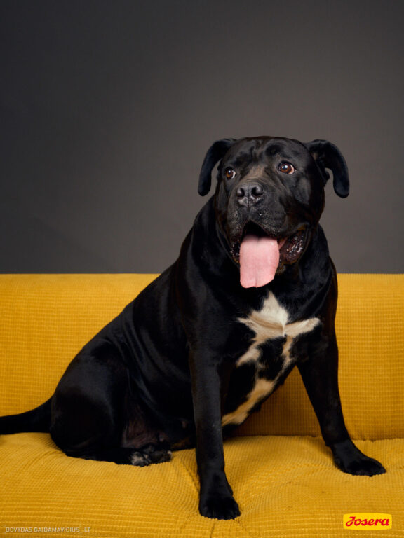 Gyvnųnų fotosesija Vilniaus Akropolyje, Akropolis, Fotografavimas, Fotosesija su augintiniu. Fotografas: Dovydas Gaidamavičius © www.DovydasGaidamavicius.lt www.Dovis.lt @dgaidamavicius Partneriai Josera Lietuva, LOVE MEDIA agentūra, AKROPOLIS Vilnius, DR.VET, Jeruzalės veterinarijos klinika