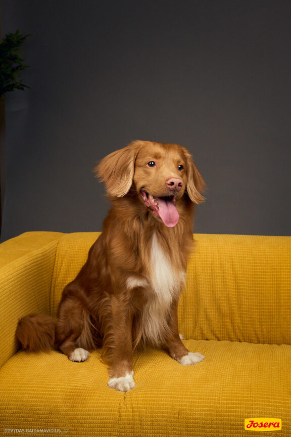 Gyvnųnų fotosesija Vilniaus Akropolyje, Akropolis, Fotografavimas, Fotosesija su augintiniu. Fotografas: Dovydas Gaidamavičius © www.DovydasGaidamavicius.lt www.Dovis.lt @dgaidamavicius Partneriai Josera Lietuva, LOVE MEDIA agentūra, AKROPOLIS Vilnius, DR.VET, Jeruzalės veterinarijos klinika