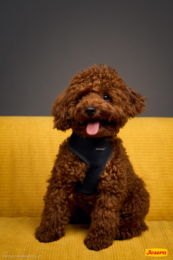 Gyvnųnų fotosesija Vilniaus Akropolyje, Akropolis, Fotografavimas, Fotosesija su augintiniu. Fotografas: Dovydas Gaidamavičius © www.DovydasGaidamavicius.lt www.Dovis.lt @dgaidamavicius Partneriai Josera Lietuva, LOVE MEDIA agentūra, AKROPOLIS Vilnius, DR.VET, Jeruzalės veterinarijos klinika