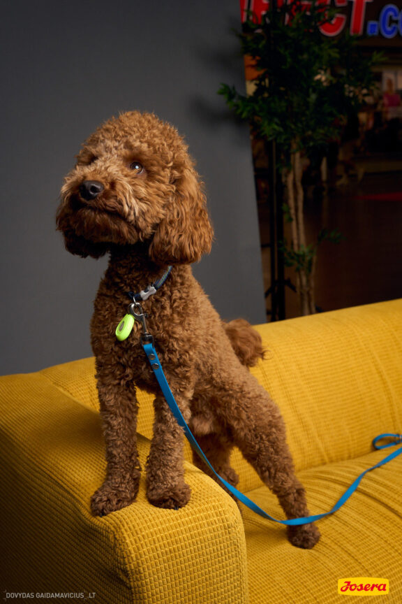 Gyvnųnų fotosesija Vilniaus Akropolyje, Akropolis, Fotografavimas, Fotosesija su augintiniu. Fotografas: Dovydas Gaidamavičius © www.DovydasGaidamavicius.lt www.Dovis.lt @dgaidamavicius Partneriai Josera Lietuva, LOVE MEDIA agentūra, AKROPOLIS Vilnius, DR.VET, Jeruzalės veterinarijos klinika