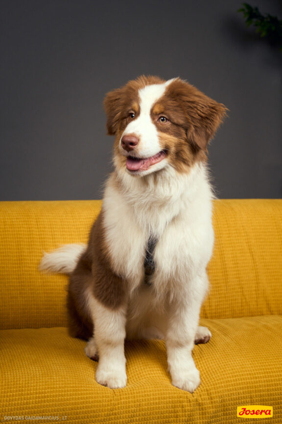 Gyvnųnų fotosesija Vilniaus Akropolyje, Akropolis, Fotografavimas, Fotosesija su augintiniu. Fotografas: Dovydas Gaidamavičius © www.DovydasGaidamavicius.lt www.Dovis.lt @dgaidamavicius Partneriai Josera Lietuva, LOVE MEDIA agentūra, AKROPOLIS Vilnius, DR.VET, Jeruzalės veterinarijos klinika