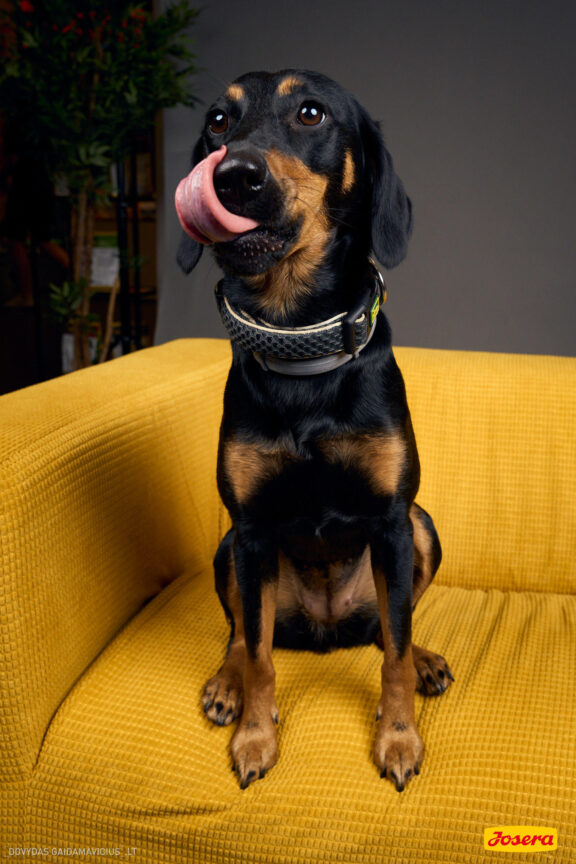 Gyvnųnų fotosesija Vilniaus Akropolyje, Akropolis, Fotografavimas, Fotosesija su augintiniu. Fotografas: Dovydas Gaidamavičius © www.DovydasGaidamavicius.lt www.Dovis.lt @dgaidamavicius Partneriai Josera Lietuva, LOVE MEDIA agentūra, AKROPOLIS Vilnius, DR.VET, Jeruzalės veterinarijos klinika