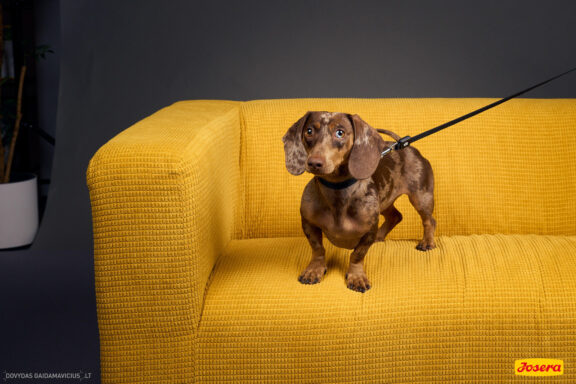 Gyvnųnų fotosesija Vilniaus Akropolyje, Akropolis, Fotografavimas, Fotosesija su augintiniu. Fotografas: Dovydas Gaidamavičius © www.DovydasGaidamavicius.lt www.Dovis.lt @dgaidamavicius Partneriai Josera Lietuva, LOVE MEDIA agentūra, AKROPOLIS Vilnius, DR.VET, Jeruzalės veterinarijos klinika