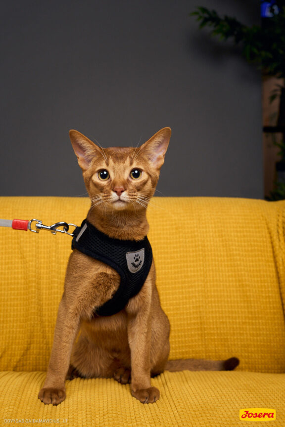 Gyvnųnų fotosesija Vilniaus Akropolyje, Akropolis, Fotografavimas, Fotosesija su augintiniu. Fotografas: Dovydas Gaidamavičius © www.DovydasGaidamavicius.lt www.Dovis.lt @dgaidamavicius Partneriai Josera Lietuva, LOVE MEDIA agentūra, AKROPOLIS Vilnius, DR.VET, Jeruzalės veterinarijos klinika