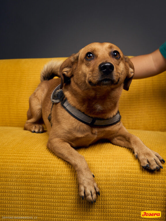 Gyvnųnų fotosesija Vilniaus Akropolyje, Akropolis, Fotografavimas, Fotosesija su augintiniu. Fotografas: Dovydas Gaidamavičius © www.DovydasGaidamavicius.lt www.Dovis.lt @dgaidamavicius Partneriai Josera Lietuva, LOVE MEDIA agentūra, AKROPOLIS Vilnius, DR.VET, Jeruzalės veterinarijos klinika