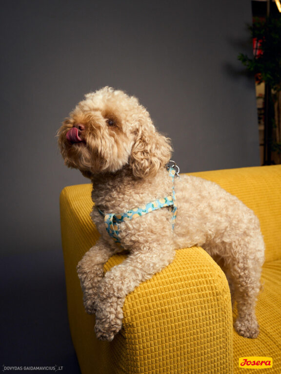 Gyvnųnų fotosesija Vilniaus Akropolyje, Akropolis, Fotografavimas, Fotosesija su augintiniu. Fotografas: Dovydas Gaidamavičius © www.DovydasGaidamavicius.lt www.Dovis.lt @dgaidamavicius Partneriai Josera Lietuva, LOVE MEDIA agentūra, AKROPOLIS Vilnius, DR.VET, Jeruzalės veterinarijos klinika