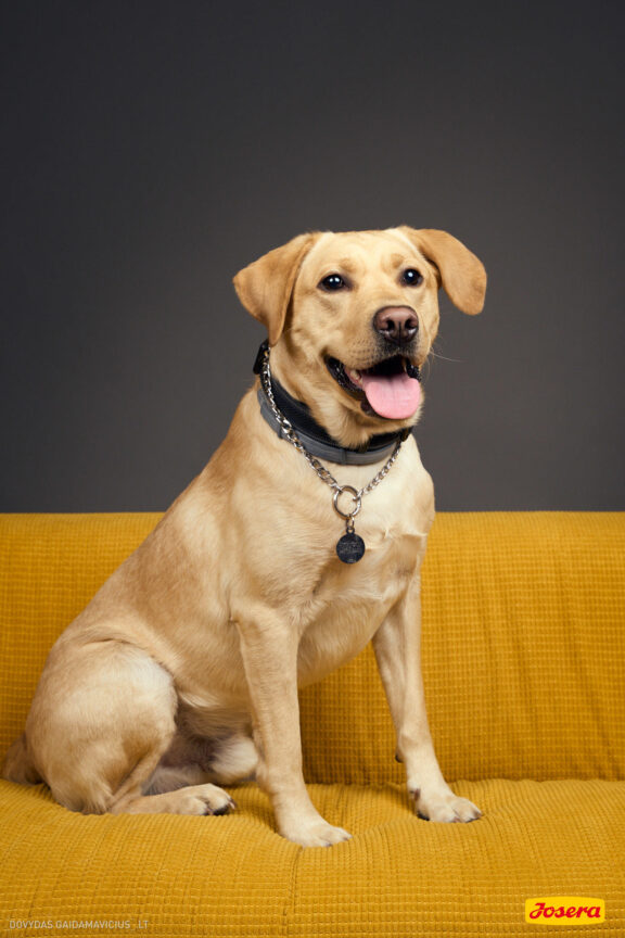 Gyvnųnų fotosesija Vilniaus Akropolyje, Akropolis, Fotografavimas, Fotosesija su augintiniu. Fotografas: Dovydas Gaidamavičius © www.DovydasGaidamavicius.lt www.Dovis.lt @dgaidamavicius Partneriai Josera Lietuva, LOVE MEDIA agentūra, AKROPOLIS Vilnius, DR.VET, Jeruzalės veterinarijos klinika