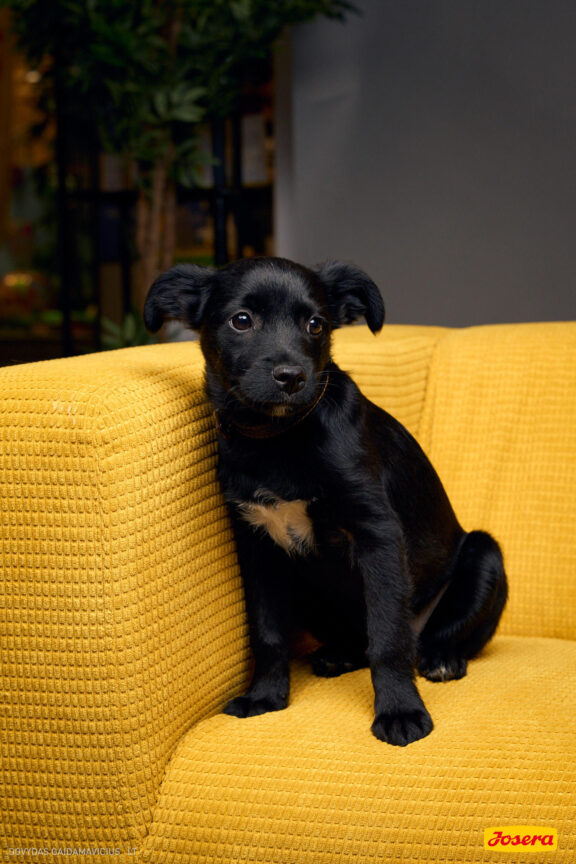 Gyvnųnų fotosesija Vilniaus Akropolyje, Akropolis, Fotografavimas, Fotosesija su augintiniu. Fotografas: Dovydas Gaidamavičius © www.DovydasGaidamavicius.lt www.Dovis.lt @dgaidamavicius Partneriai Josera Lietuva, LOVE MEDIA agentūra, AKROPOLIS Vilnius, DR.VET, Jeruzalės veterinarijos klinika