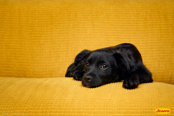 Gyvnųnų fotosesija Vilniaus Akropolyje, Akropolis, Fotografavimas, Fotosesija su augintiniu. Fotografas: Dovydas Gaidamavičius © www.DovydasGaidamavicius.lt www.Dovis.lt @dgaidamavicius Partneriai Josera Lietuva, LOVE MEDIA agentūra, AKROPOLIS Vilnius, DR.VET, Jeruzalės veterinarijos klinika