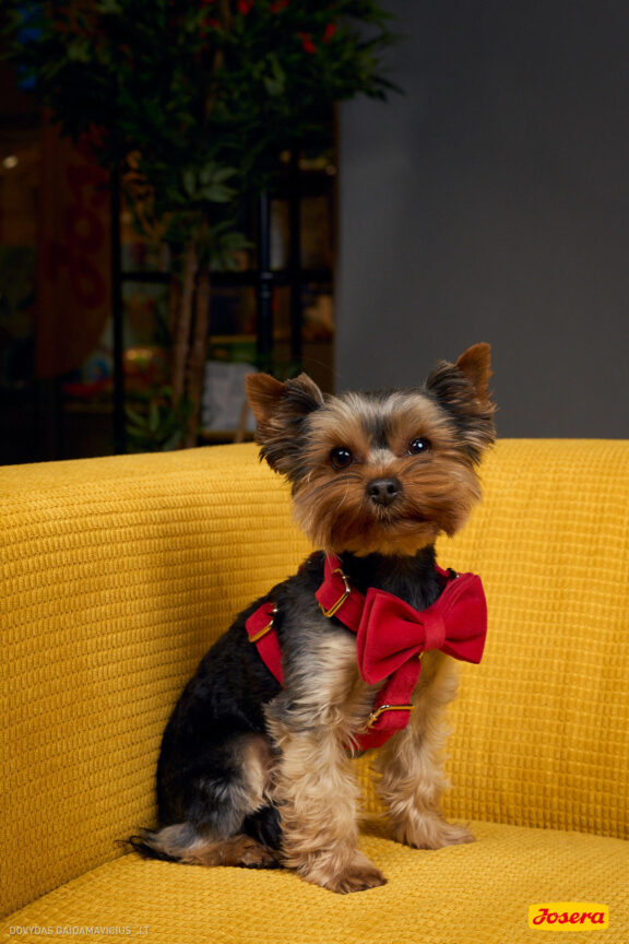 Gyvnųnų fotosesija Vilniaus Akropolyje, Akropolis, Fotografavimas, Fotosesija su augintiniu. Fotografas: Dovydas Gaidamavičius © www.DovydasGaidamavicius.lt www.Dovis.lt @dgaidamavicius Partneriai Josera Lietuva, LOVE MEDIA agentūra, AKROPOLIS Vilnius, DR.VET, Jeruzalės veterinarijos klinika