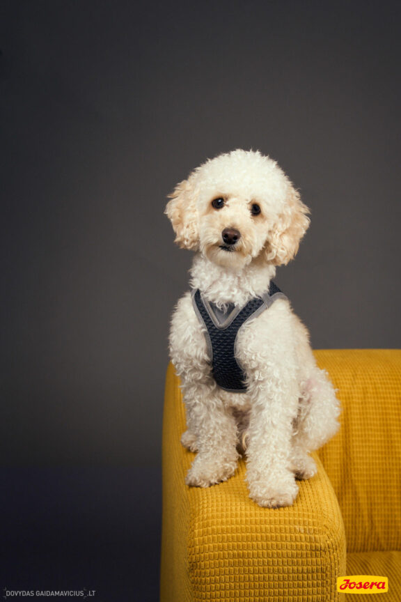 Gyvnųnų fotosesija Vilniaus Akropolyje, Akropolis, Fotografavimas, Fotosesija su augintiniu. Fotografas: Dovydas Gaidamavičius © www.DovydasGaidamavicius.lt www.Dovis.lt @dgaidamavicius Partneriai Josera Lietuva, LOVE MEDIA agentūra, AKROPOLIS Vilnius, DR.VET, Jeruzalės veterinarijos klinika