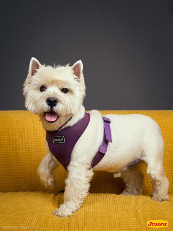 Gyvnųnų fotosesija Vilniaus Akropolyje, Akropolis, Fotografavimas, Fotosesija su augintiniu. Fotografas: Dovydas Gaidamavičius © www.DovydasGaidamavicius.lt www.Dovis.lt @dgaidamavicius Partneriai Josera Lietuva, LOVE MEDIA agentūra, AKROPOLIS Vilnius, DR.VET, Jeruzalės veterinarijos klinika