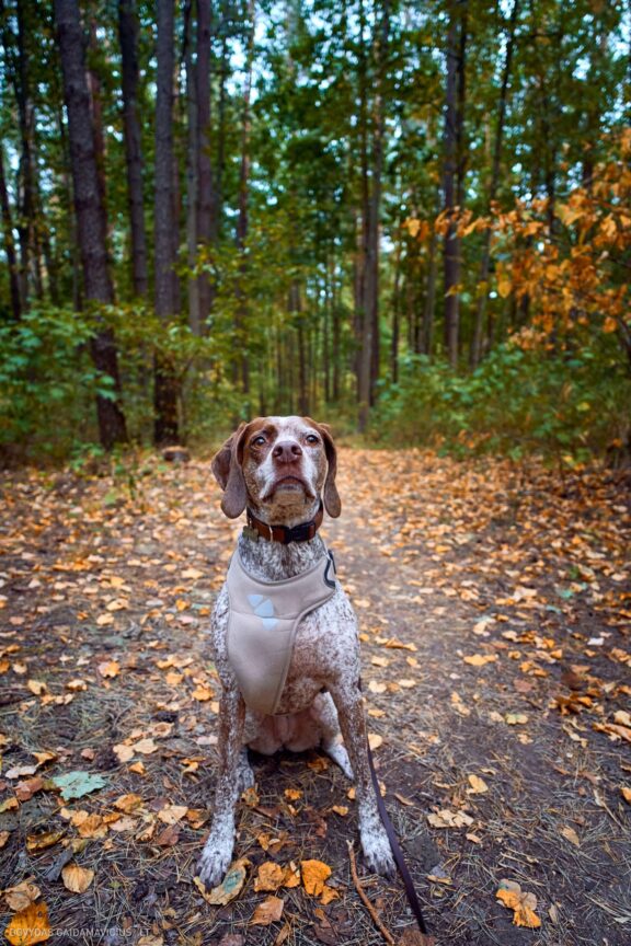 Augintinio šuns fotosesija. Burbonų brakas, braque du bourbonnais, Rumba Fotografas: Dovydas Gaidamavičius © www.DovydasGaidamavicius.lt Dovis.lt Vilnius Lietuva Lithuania