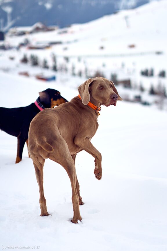 Prancūzija Alpe d'Huez, France, Kelionė, Kalnai, Slidinėjimas, Žiema Fotografas: Dovydas Gaidamavičius Dovis www.Dovis.lt © www.DovydasGaidamavicius.lt 