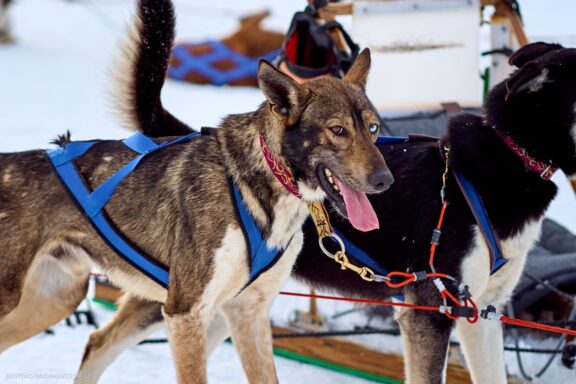 Prancūzija Alpe d'Huez, France, Kelionė, Kalnai, Slidinėjimas, Žiema Fotografas: Dovydas Gaidamavičius Dovis www.Dovis.lt © www.DovydasGaidamavicius.lt 