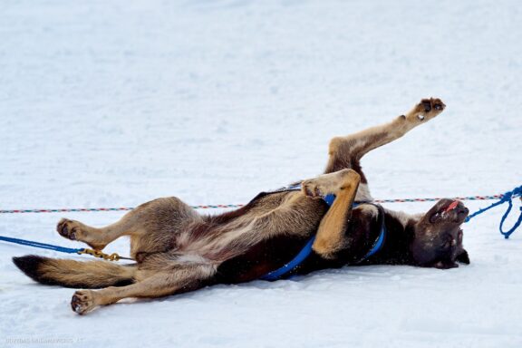 Prancūzija Alpe d'Huez, France, Kelionė, Kalnai, Slidinėjimas, Žiema Fotografas: Dovydas Gaidamavičius Dovis www.Dovis.lt © www.DovydasGaidamavicius.lt 