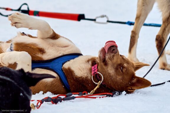 Prancūzija Alpe d'Huez, France, Kelionė, Kalnai, Slidinėjimas, Žiema Fotografas: Dovydas Gaidamavičius Dovis www.Dovis.lt © www.DovydasGaidamavicius.lt 