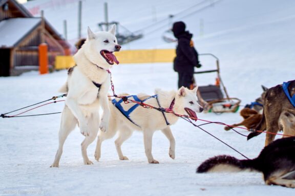 Prancūzija Alpe d'Huez, France, Kelionė, Kalnai, Slidinėjimas, Žiema Fotografas: Dovydas Gaidamavičius Dovis www.Dovis.lt © www.DovydasGaidamavicius.lt 