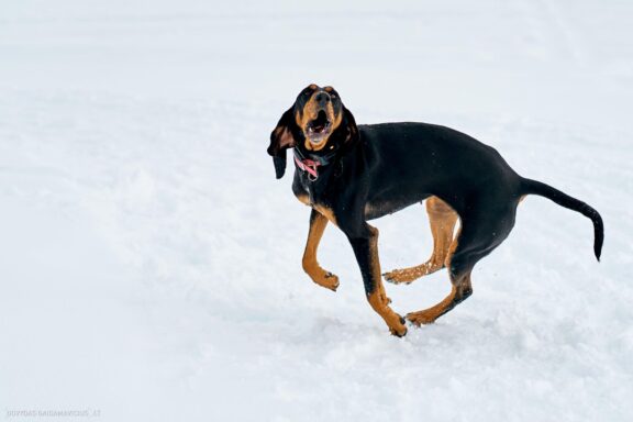 Prancūzija Alpe d'Huez, France, Kelionė, Kalnai, Slidinėjimas, Žiema Fotografas: Dovydas Gaidamavičius Dovis www.Dovis.lt © www.DovydasGaidamavicius.lt 