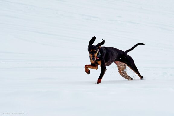 Prancūzija Alpe d'Huez, France, Kelionė, Kalnai, Slidinėjimas, Žiema Fotografas: Dovydas Gaidamavičius Dovis www.Dovis.lt © www.DovydasGaidamavicius.lt 