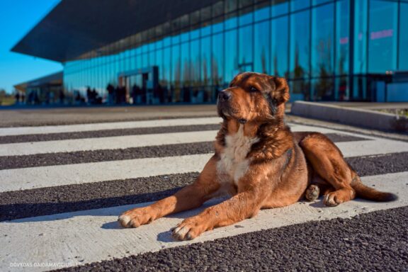 Gruzija, Sakartvelas, Mestia, Svaneti, Kelionė, Kalnai, Slidinėjimas, Žiema Fotografas: Dovydas Gaidamavičius Dovis www.Dovis.lt © www.DovydasGaidamavicius.lt  @DGaidamavicius