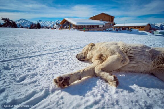 Gruzija, Sakartvelas, Mestia, Svaneti, Kelionė, Kalnai, Slidinėjimas, Žiema Fotografas: Dovydas Gaidamavičius Dovis www.Dovis.lt © www.DovydasGaidamavicius.lt  @DGaidamavicius