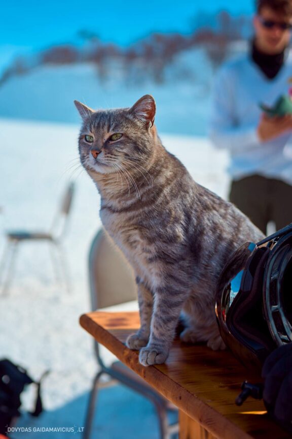 Gruzija, Sakartvelas, Mestia, Svaneti, Kelionė, Kalnai, Slidinėjimas, Žiema Fotografas: Dovydas Gaidamavičius Dovis www.Dovis.lt © www.DovydasGaidamavicius.lt  @DGaidamavicius