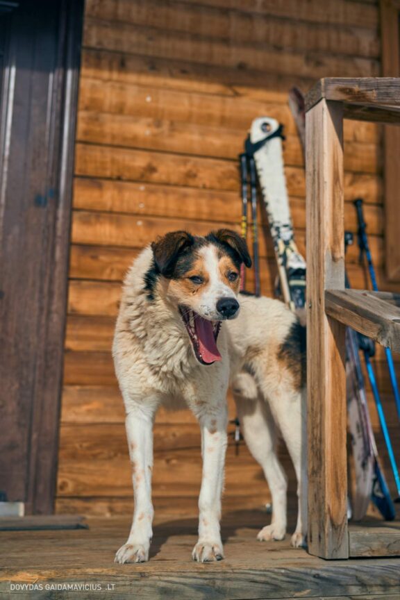 Gruzija, Sakartvelas, Mestia, Svaneti, Kelionė, Kalnai, Slidinėjimas, Žiema Fotografas: Dovydas Gaidamavičius Dovis www.Dovis.lt © www.DovydasGaidamavicius.lt  @DGaidamavicius
