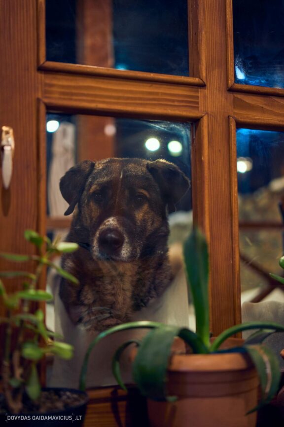 Gruzija, Sakartvelas, Mestia, Svaneti, Kelionė, Kalnai, Slidinėjimas, Žiema Fotografas: Dovydas Gaidamavičius Dovis www.Dovis.lt © www.DovydasGaidamavicius.lt  @DGaidamavicius