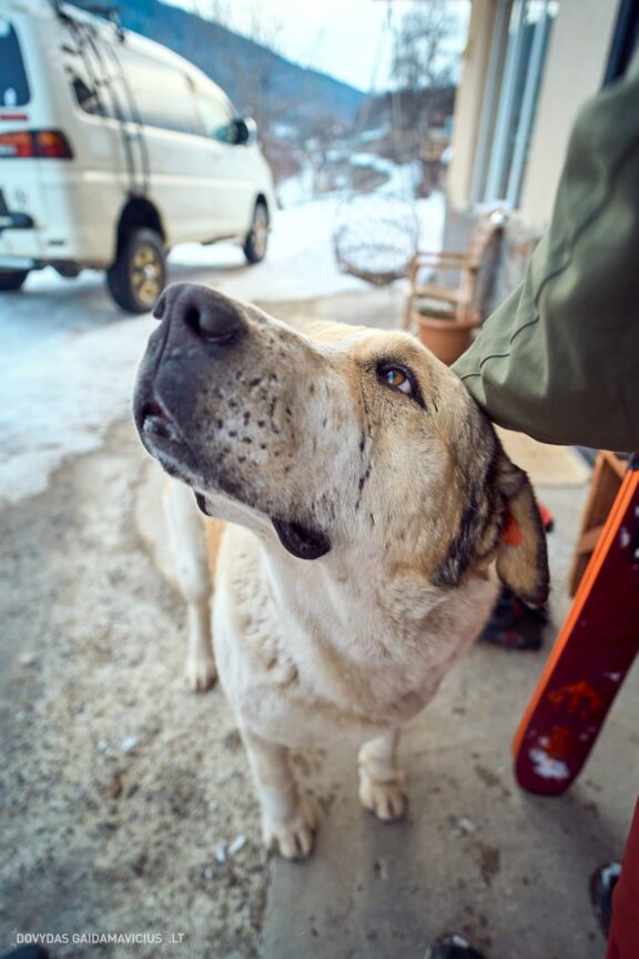 Gruzija, Sakartvelas, Mestia, Svaneti, Kelionė, Kalnai, Slidinėjimas, Žiema Fotografas: Dovydas Gaidamavičius Dovis www.Dovis.lt © www.DovydasGaidamavicius.lt  @DGaidamavicius